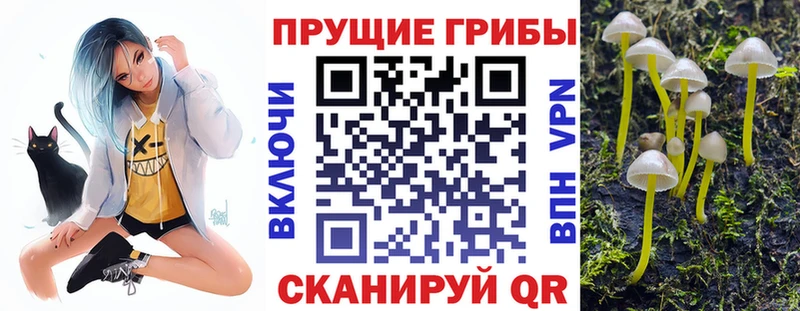 где купить наркоту Ветлуга KRAKEN как войти Псилоцибиновые грибы мицелий